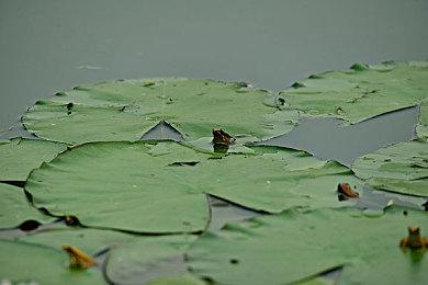 《EA SPORTS FC 24》部分球员评分揭晓：姆巴佩和哈兰德并列第一